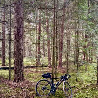 rowero w lesie